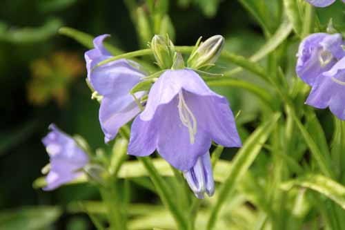 �����o�M�L���E�A�炭�₱�̉Ԋ�