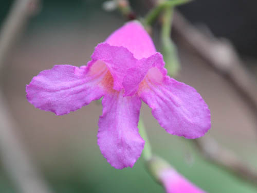 �����C���C�y�[�A�炭�₱�̉Ԋ�