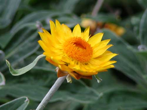 ���M�����M�N�A�炭�₱�̉Ԋ�