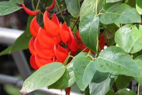 ���N�i�E�x�l�F�b�e�C�[�A�炭�₱�̉Ԋ�