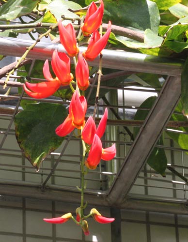 ���N�i�E�m�{�M�j�G���V�X�A�炭�₱�̉Ԋ�