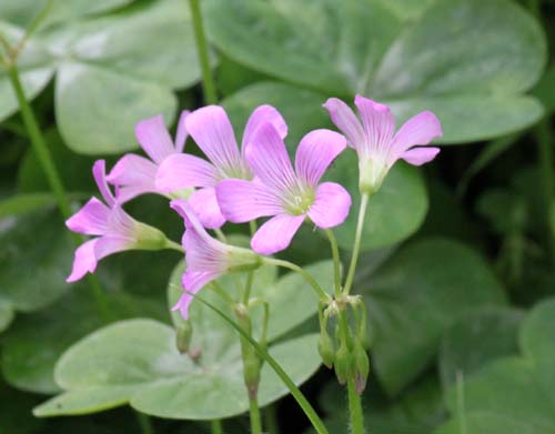 �����T�L�J�^�o�~�A�ߌ��Βn����