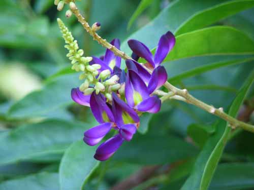 �����T�L�i�c�t�W�A�炭�₱�̉Ԋ�