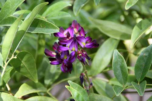 �����T�L�i�c�t�W�A�炭�₱�̉Ԋ�