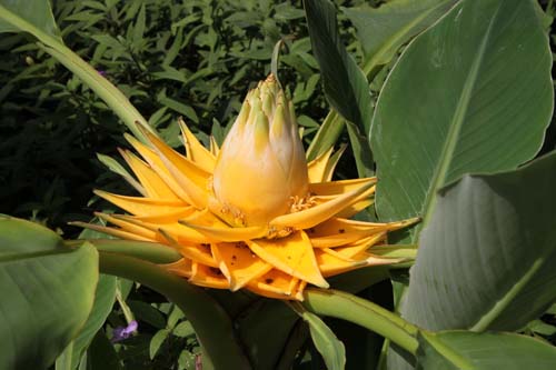 ���Z�[���E���V�I�J���p�A�炭�₱�̉Ԋ�