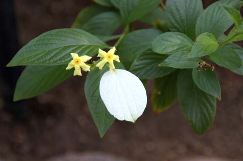 ���b�T�G���_�E���e�I���A�炭�₱�̉Ԋ�