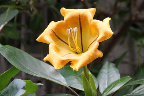 �i�K���b�p�o�i�A�炭�₱�̉Ԋ�