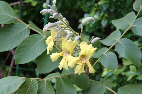 �i�C���`���[���b�v�c���[�A�炭�₱�̉Ԋ�