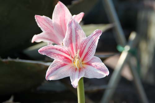 �i�J�X�W�A�}�����X�A�炭�₱�̉Ԋ�