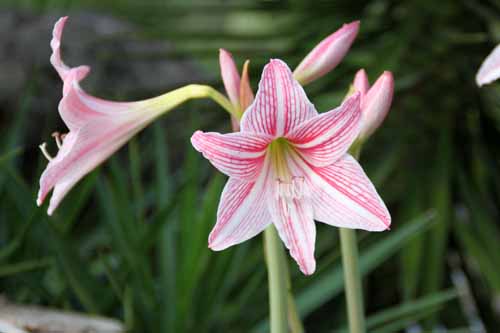 �i�J�X�W�A�}�����X�A�炭�₱�̉Ԋ�