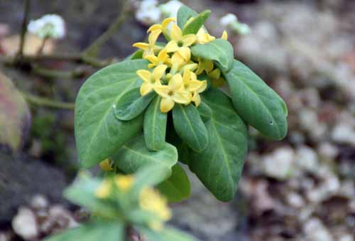 �i�j���Y�A�炭�₱�̉Ԋ�