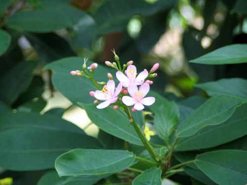 �i�����E�T�N���A�炭�₱�̉Ԋ�