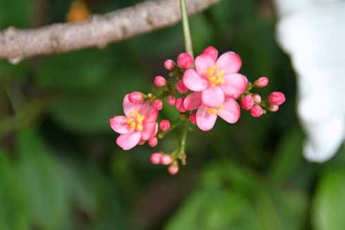 �i�����E�T�N���A�炭�₱�̉Ԋ�