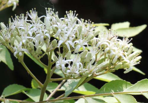 �i�����E�U���V���E�A�炭�₱�̉Ԋ�