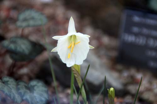 �i���L�b�X�X�E�J���^�u���N�X�A�炭�₱�̉Ԋ�