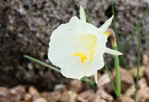 �i���L�b�X�X�E�J���^�u���N�X�A�炭�₱�̉Ԋ�