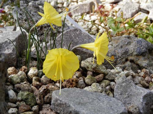 �i���L�b�X�X�E�u���{�R�f�B�E���A�炭�₱�̉Ԋ�