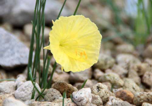 �i���L�b�X�X�E�u���{�R�f�B�E���A�炭�₱�̉Ԋ�