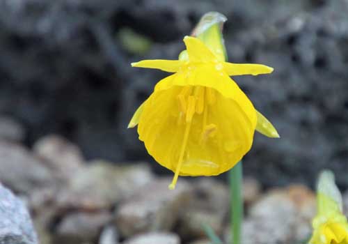 �i���L�b�X�X�E�u���{�R�f�B�E���A�炭�₱�̉Ԋ�