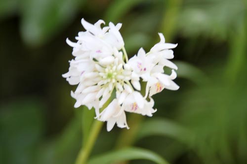 �l�I�x���^�j�A�E�O���L���X�A�ߌ��Βn����