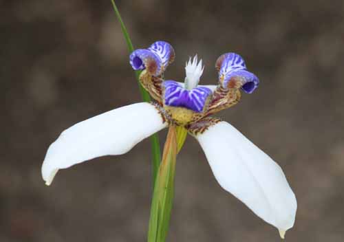 �l�I�}���J�E�m�[�V�A�i�A�炭�₱�̉Ԋ�