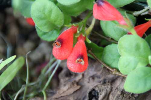 �l�I�����g�j�A�E�k���������A�A�炭�₱�̉Ԋ�