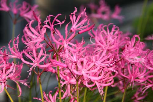 �l���l�E�t�B���t�H���A�A�炭�₱�̉Ԋ�