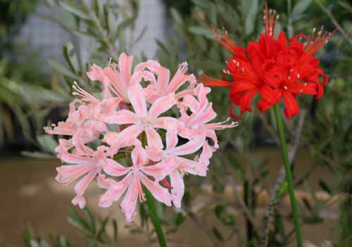 �l���l�A�炭�₱�̉Ԋ�