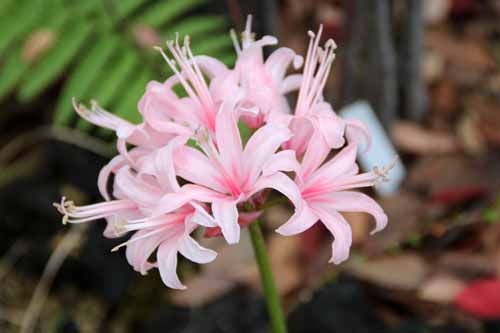 �l���l�A�炭�₱�̉Ԋ�