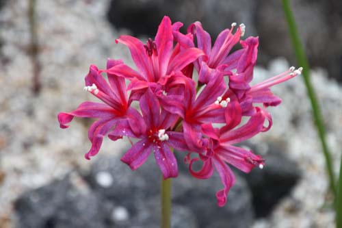 �l���l�A�炭�₱�̉Ԋ�