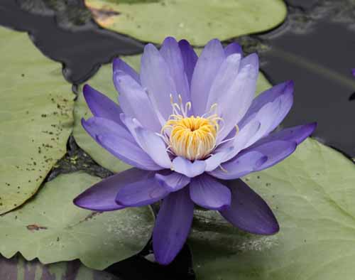 �j���t�@�G�A�E�M�K���e�B�A�A�炭�₱�̉Ԋ�