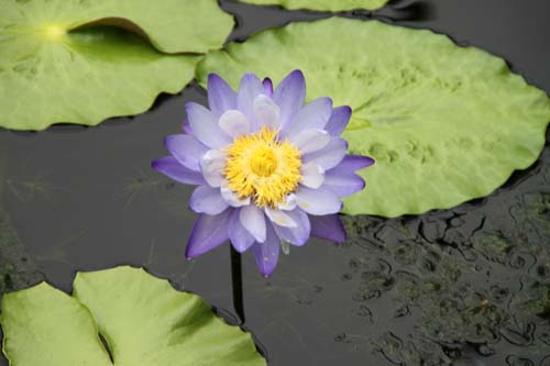 �j���t�@�G�A�E�M�K���e�B�A�A�炭�₱�̉Ԋ�