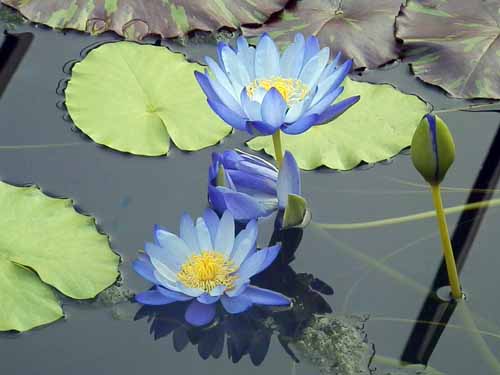 �j���t�@�G�A�E�M�K���e�B�A�A�炭�₱�̉Ԋ�