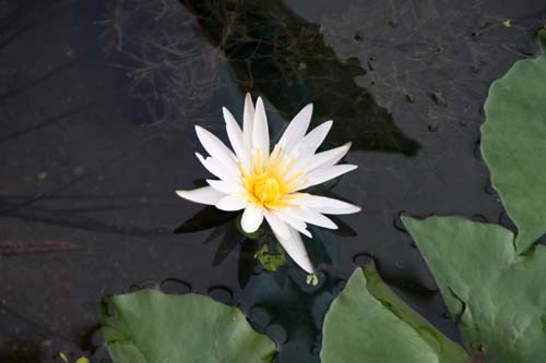 �j���t�@�G�A�E�~�N�����^�A�炭�₱�̉Ԋ�