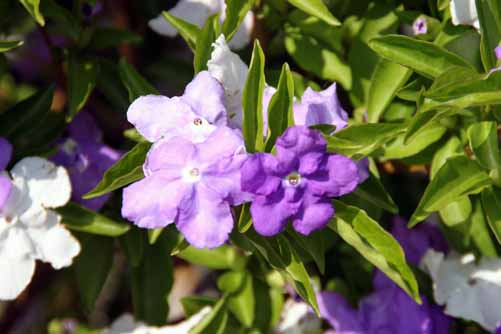 �j�I�C�o���}�c���A�炭�₱�̉Ԋ�