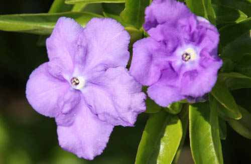 �j�I�C�o���}�c���A�炭�₱�̉Ԋ�