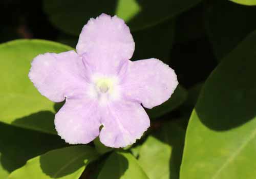 �j�I�C�o���}�c���A�炭�₱�̉Ԋ�