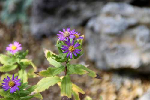 �m�R���M�N�A�炭�₱�̉Ԋ�