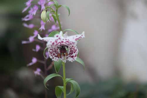 �m���J���X�A�炭�₱�̉Ԋ�