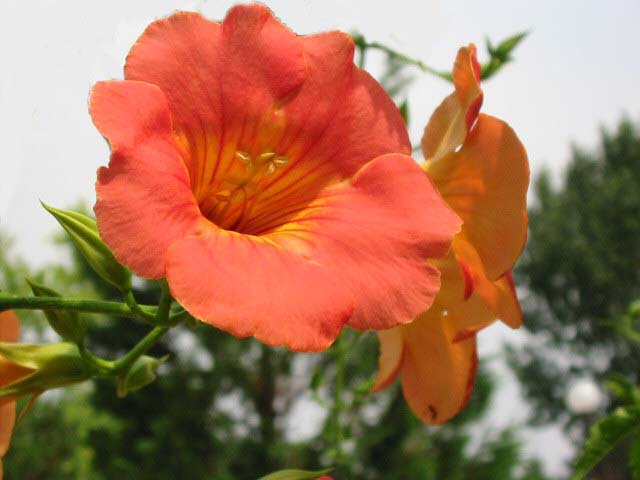 �m�E�[���J�Y��