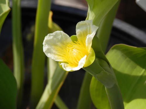 �k�}�I�I�o�R�A�炭�₱�̉Ԋ�