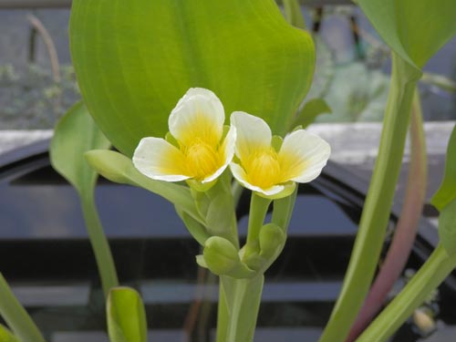 �k�}�I�I�o�R�A�炭�₱�̉Ԋ�