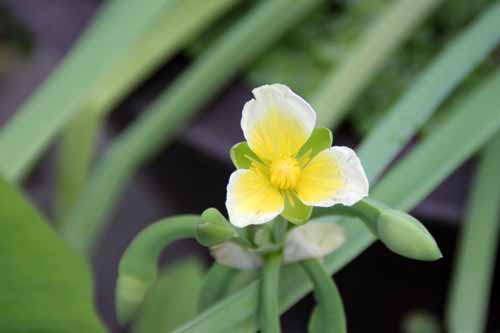 �k�}�I�I�o�R�A�炭�₱�̉Ԋ�