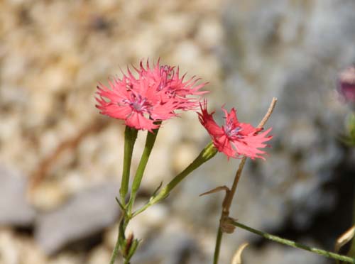 �I�O���Z���m�E�A�炭�₱�̉Ԋ�