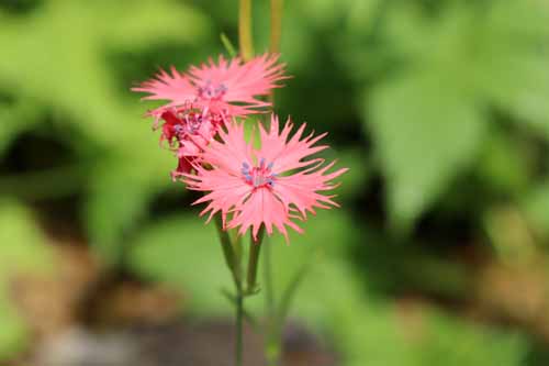 �I�O���Z���m�E�A�炭�₱�̉Ԋ�