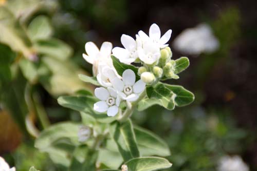 �I�L�V�y�^�����A�炭�₱�̉ԊقŎB�e