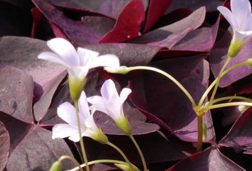 �I�L�U���X�E���O�l���[