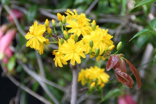 �I�N�i�E�����M�I�T�A�炭�₱�̉Ԋ�