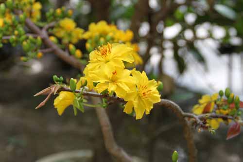 �I�N�i�E�����M�I�T�A�炭�₱�̉Ԋ�