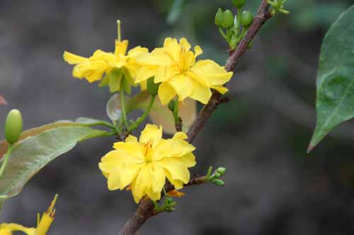 �I�N�i�E�����M�I�T�A�炭�₱�̉Ԋ�